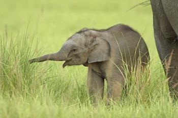 Asian Elephant,Corbett National Park, Uttaranchal, India | Obraz na stenu