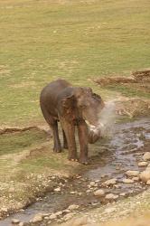 Elephant at waterhole, Corbett NP, Uttaranchal, India | Obraz na stenu