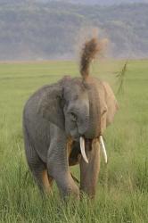 Elephant dust bath, Corbett NP, Uttaranchal, India | Obraz na stenu