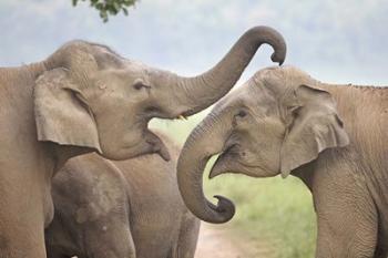 Elephants Play Fighting, Corbett National Park, Uttaranchal, India | Obraz na stenu