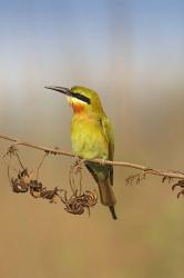 Bluetailed Bee eater, Corbett NP, Uttaranchal, India | Obraz na stenu