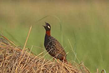 Black Partridge bird, Corbett NP, Uttaranchal, India | Obraz na stenu