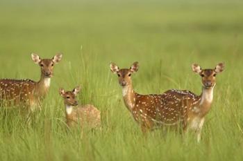 Chital Deer wildlife, Corbett NP, Uttaranchal, India | Obraz na stenu