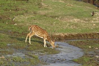 Chital wildlife, Corbett NP, Uttaranchal, India | Obraz na stenu