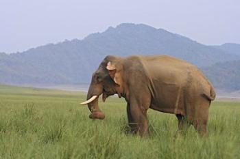 Elephant in the grass, Corbett NP, Uttaranchal, India | Obraz na stenu