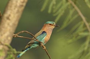 Indian roller bird, Corbett NP, Uttaranchal, India | Obraz na stenu