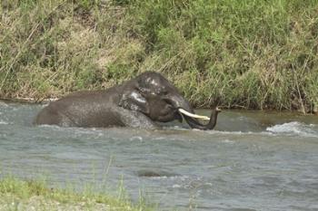 Elephant taking bath, Corbett NP, Uttaranchal, India | Obraz na stenu