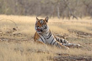 Royal Bengal Tiger resting, India | Obraz na stenu
