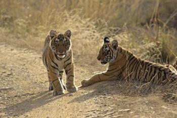 Young Royal Bengal Tiger, Ranthambhor National Park, India | Obraz na stenu