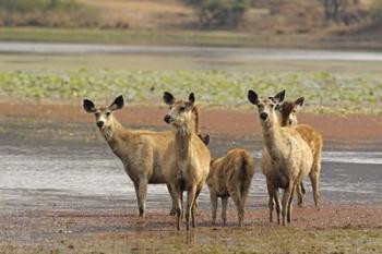 Alert Sanbar deers, Ranthambhor National Park, India. | Obraz na stenu