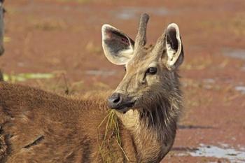 Young Sambar stag, Ranthambhor National Park, India. | Obraz na stenu