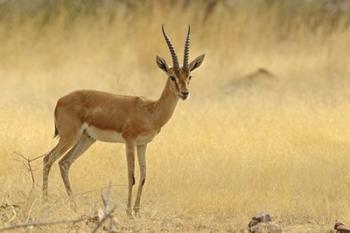 The Chinkara, Ranthambhor National Park, India | Obraz na stenu