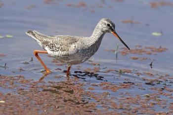 Bird, Redshank, Ranthambhor National Park, India | Obraz na stenu