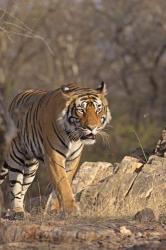 Royal Bengal Tiger On The Move, Ranthambhor National Park, India | Obraz na stenu