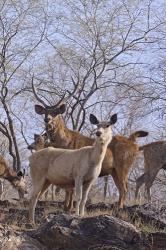 Alert Sambars, Ranthambhor National Park, India | Obraz na stenu