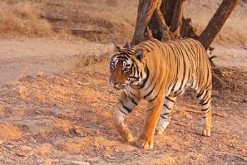 Royal Bengal Tiger, India | Obraz na stenu