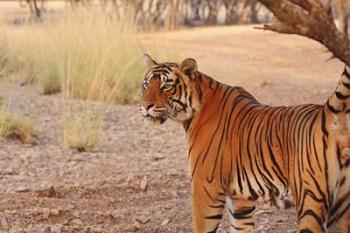Royal Bengal Tiger, Ranthambhor National Park, India | Obraz na stenu