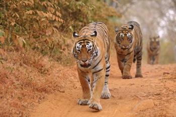 Royal Bengal Tigers Along the Track, Ranthambhor National Park, India | Obraz na stenu