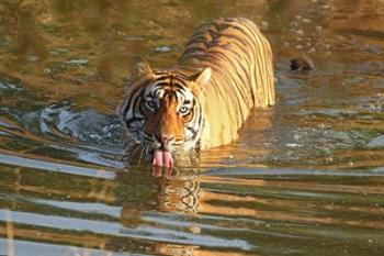 Royal Bengal Tiger in the water, Ranthambhor National Park, India | Obraz na stenu