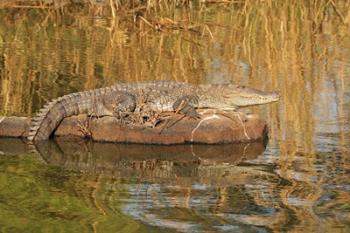 Marsh Crocodile, Ranthambhor National Park, India | Obraz na stenu