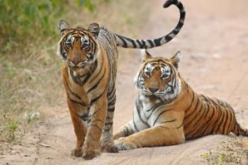 Pair of Royal Bengal Tigers, Ranthambhor National Park, India | Obraz na stenu