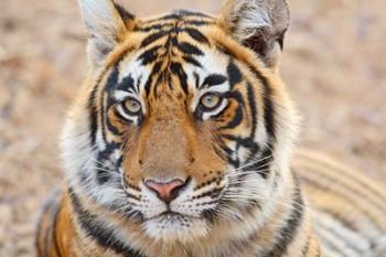 Royal Bengal Tiger Head, Ranthambhor National Park, India | Obraz na stenu