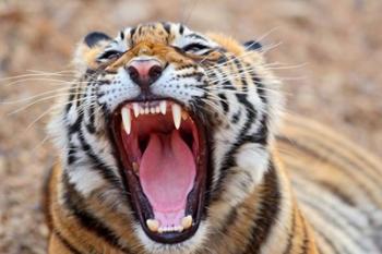 Royal Bengal Tiger mouth, Ranthambhor National Park, India | Obraz na stenu