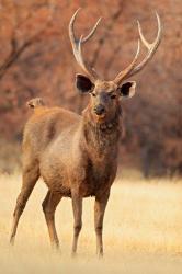 Sambar Stag in Dry Grassland, Ranthambhor National Park, India | Obraz na stenu