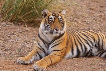Portrait of Royal Bengal Tiger, Ranthambhor National Park, India | Obraz na stenu