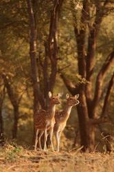 Spotted Deers watching Tiger, Ranthambhor NP, India | Obraz na stenu