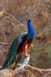 Indian Peacock, Ranthambhor National Park, India | Obraz na stenu
