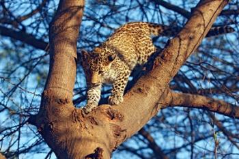 Leopard wildlife, Ranthambhor National Park, India | Obraz na stenu