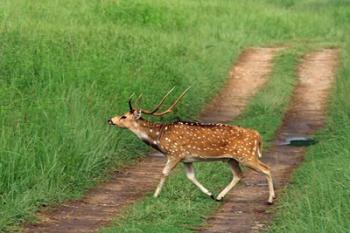 Chital Stag, Corbett National Park, India | Obraz na stenu