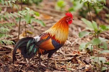 Red Jungle Fowl, Corbett National Park, India | Obraz na stenu