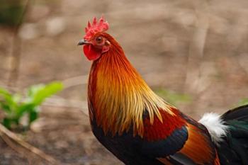 Close up of Red Jungle Fowl, Corbett National Park, India | Obraz na stenu