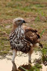 Changeable Hawk Eagle, Corbett National Park, India | Obraz na stenu