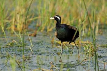 Bronze-winged Jacana bird, Keoladeo NP, India | Obraz na stenu