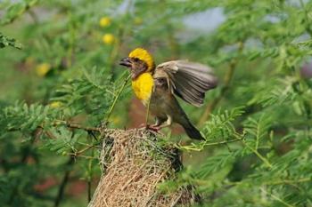 Baya Weaver bird, Keoladeo National Park, India | Obraz na stenu