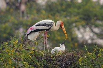 Painted Stork birds, Keoladeo National Park, India | Obraz na stenu