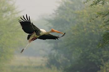 Painted Stork in flight, Keoladeo National Park, India | Obraz na stenu