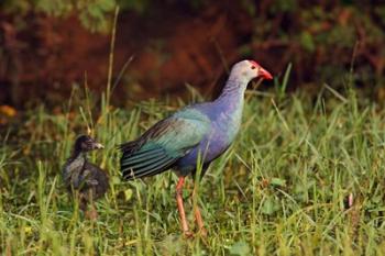 Purple Moorhen and young birds, Keoladeo NP, India | Obraz na stenu