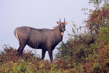 Bluebull Stag, Keoladeo National Park, India. | Obraz na stenu