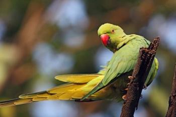 Roseringed Parakeet tropical bird, Keoladeo NP, India | Obraz na stenu