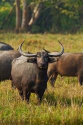 Wild Buffalo in the grassland, Kaziranga National Park, India | Obraz na stenu