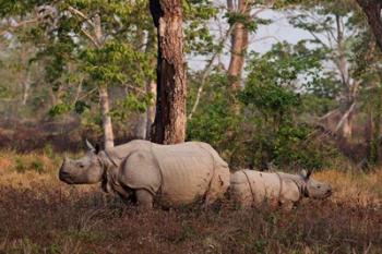 One-horned Rhinoceros and young, Kaziranga National Park, India | Obraz na stenu