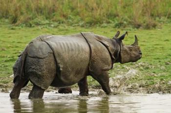 One-horned Rhinoceros, coming out of jungle pond, Kaziranga NP, India | Obraz na stenu