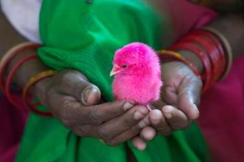 Woman and Chick Painted with Holy Color, Orissa, India | Obraz na stenu
