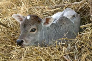 Baby Calf, Cow, Farm Animal, Orissa, India | Obraz na stenu