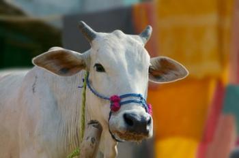 White cows, Farm Animal, Kansamari area, Orissa, India | Obraz na stenu