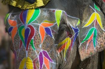 Elephant Decorated with Colorful Painting, Jaipur, Rajasthan, India | Obraz na stenu